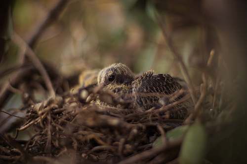 bird nest brown bird chick close-up photo nest